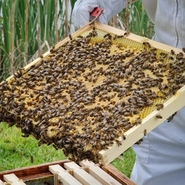Hiver's Rural Beekeeping and Beer Tasting