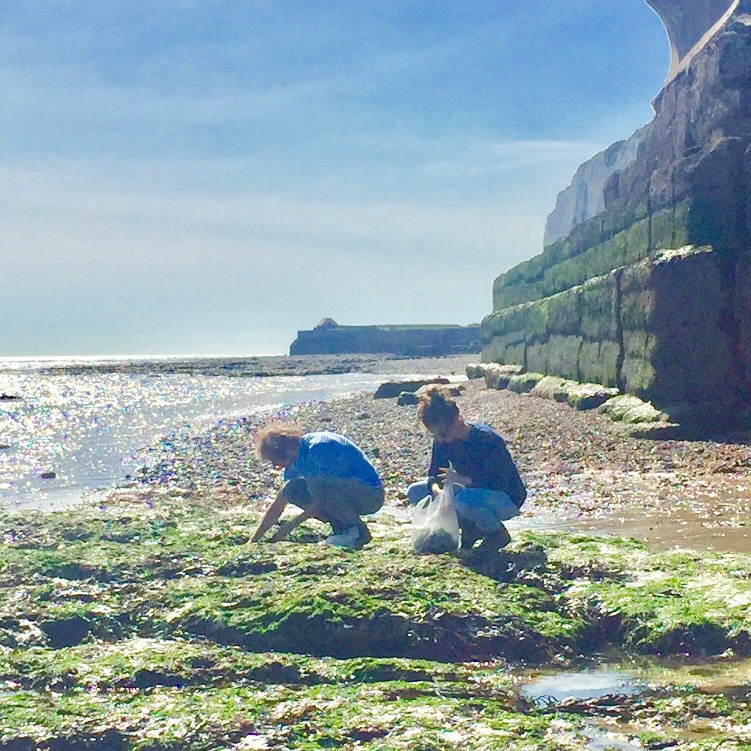 foraging along the beach