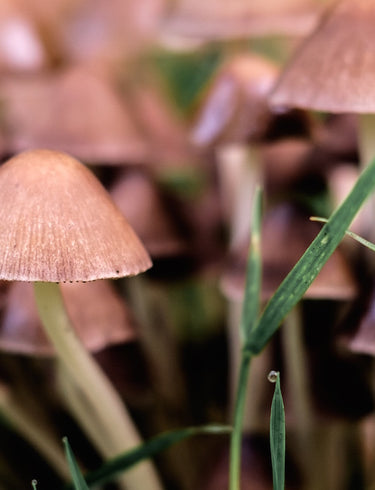 Foraging in London Experience