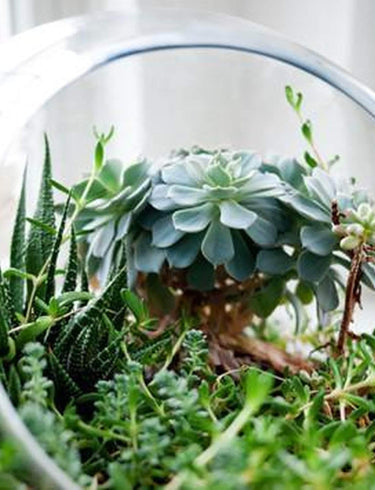 Terrarium Design School