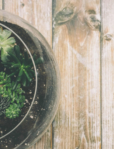 Unearth a World of Wonder: The Indytute’s Terrarium Workshop - A Gift Beyond the Ordinary