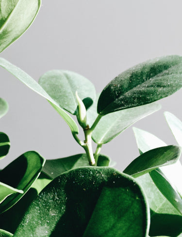 Air Purifying Plants You Can't Do Without