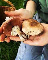 You added <b><u>Forage Box, Multiple Locations</u></b> to your cart.