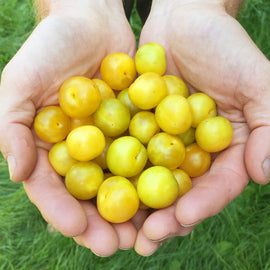 Forage London - The Edible City