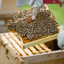 Beekeeping and Beers