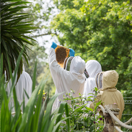 Beekeeping and Beers