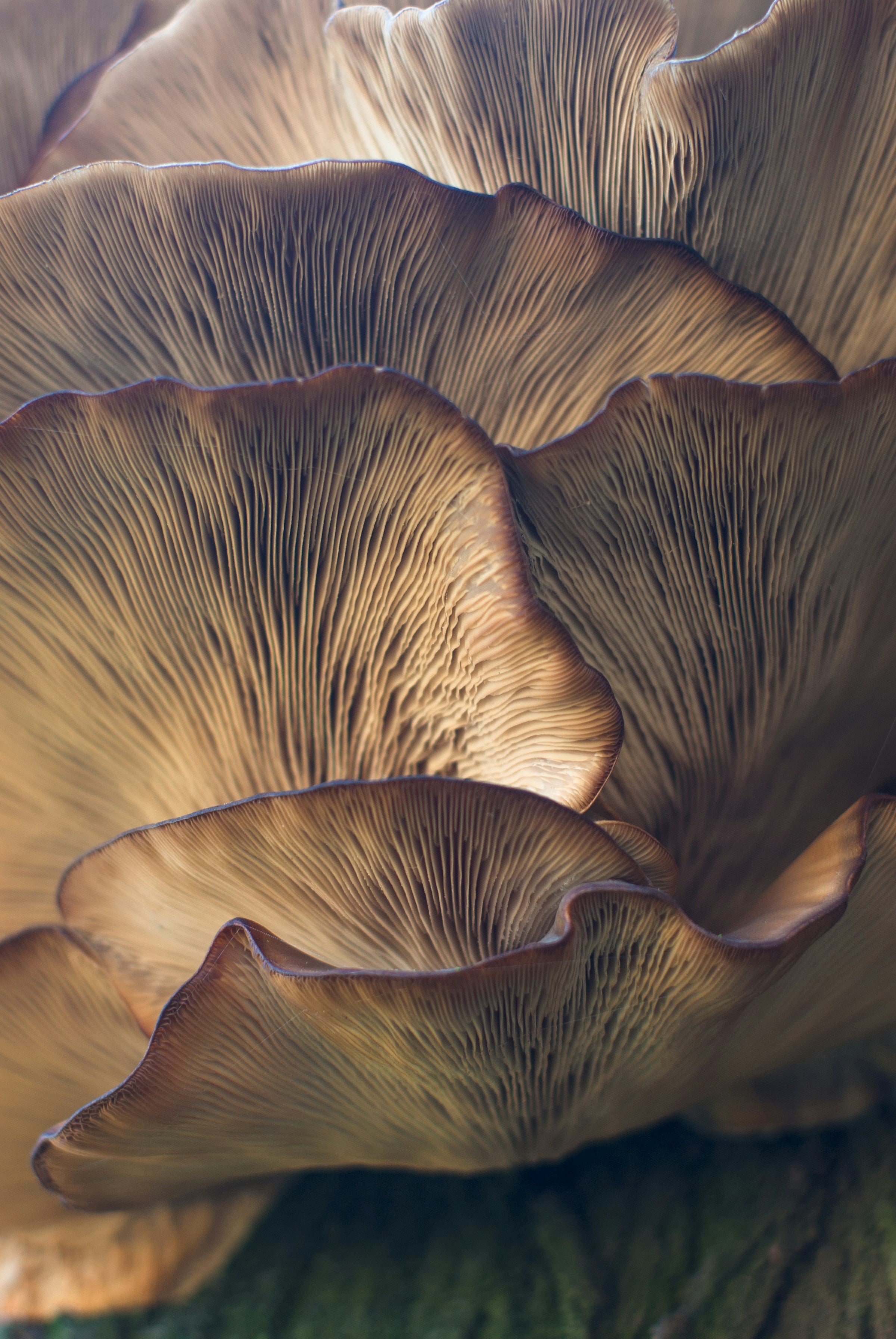 The Yorkshire Mushroom Emporium Experience