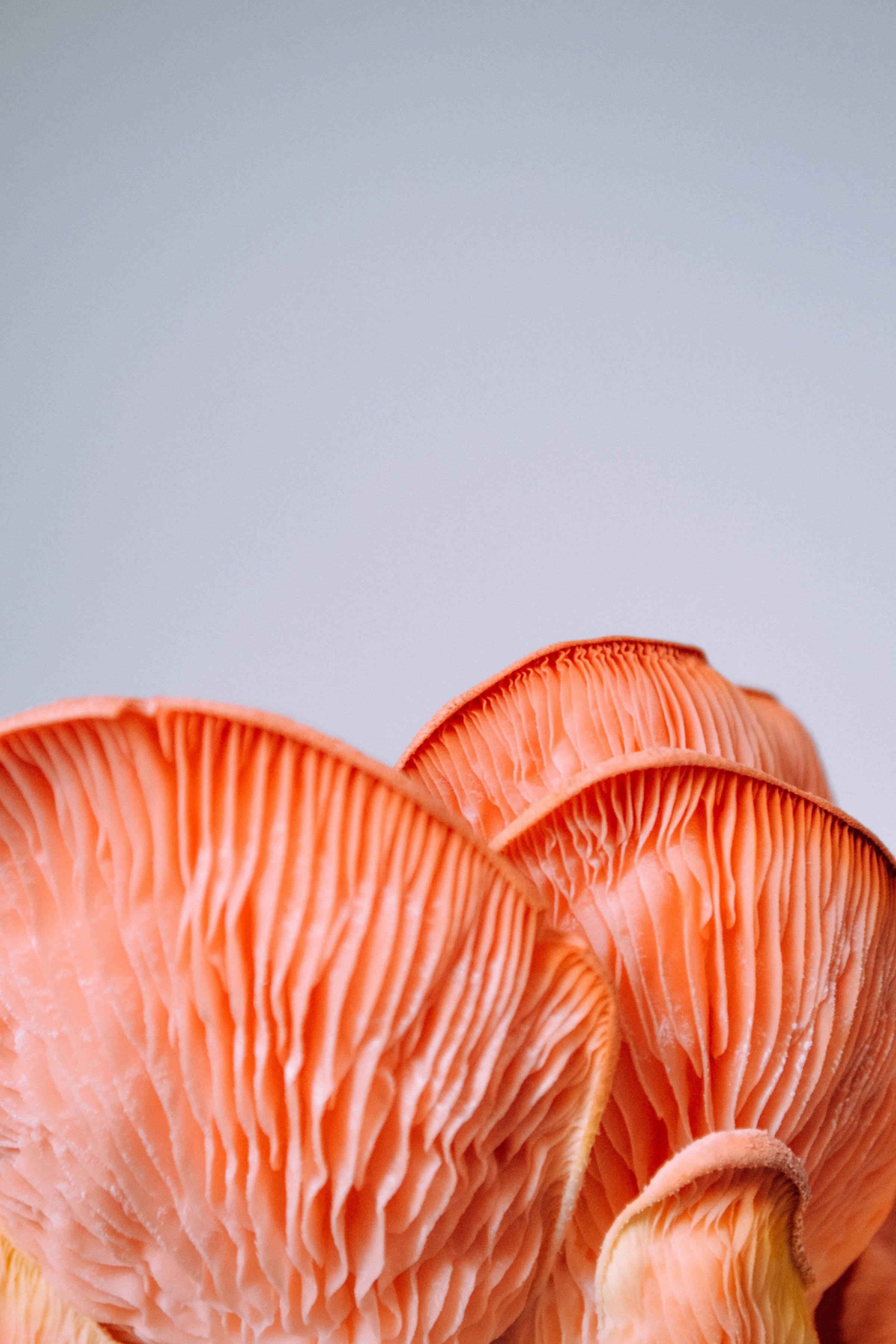 The Yorkshire Mushroom Emporium Experience