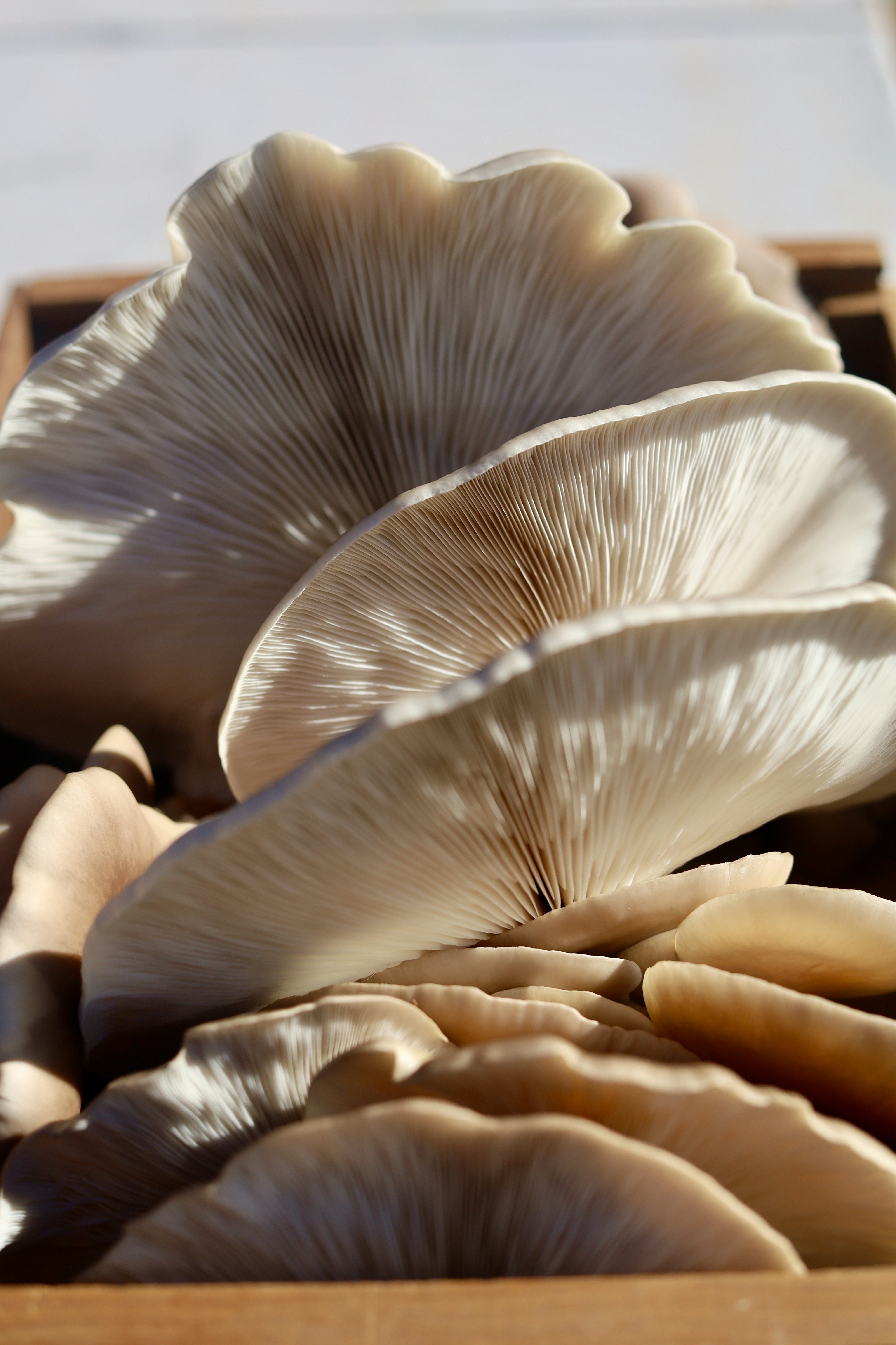 The Yorkshire Mushroom Emporium Experience