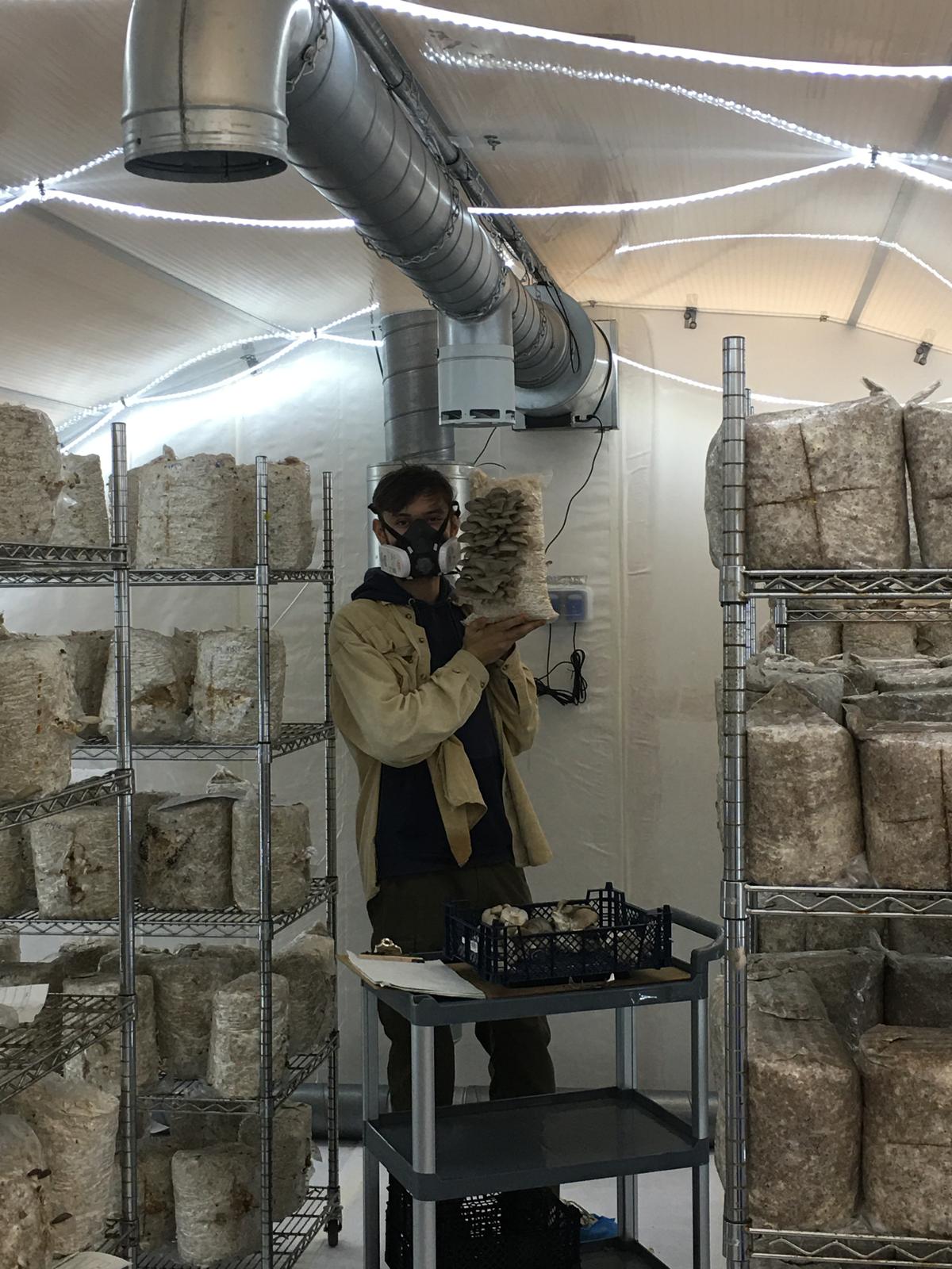 The Yorkshire Mushroom Emporium Experience