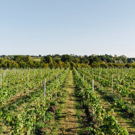 Oastbrook Vineyard or Winery Tour and Tasting