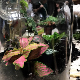 Private Terrarium Design School in Margate