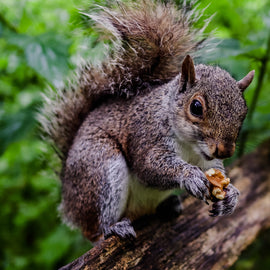 Yoga and Forest Bathing (Brighton)