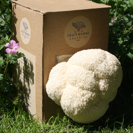 At Home: Lion's Mane Mushroom Kit - OUT OF STOCK