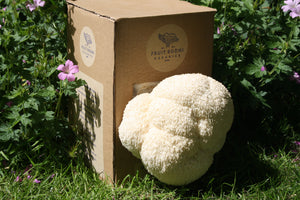 You added <b><u>At Home: Lion's Mane Mushroom Kit - OUT OF STOCK</u></b> to your cart.