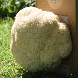 At Home: Lion's Mane Mushroom Kit - OUT OF STOCK