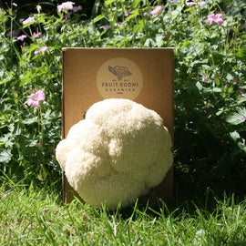 At Home: Lion's Mane Mushroom Kit - OUT OF STOCK