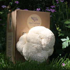 At Home: Lion's Mane Mushroom Kit - OUT OF STOCK