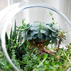 PRIVATE: Terrarium Design School