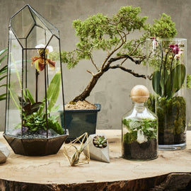 PRIVATE: Terrarium Design School for Two