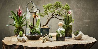 You added <b><u>PRIVATE: Terrarium Design School for Two</u></b> to your cart.